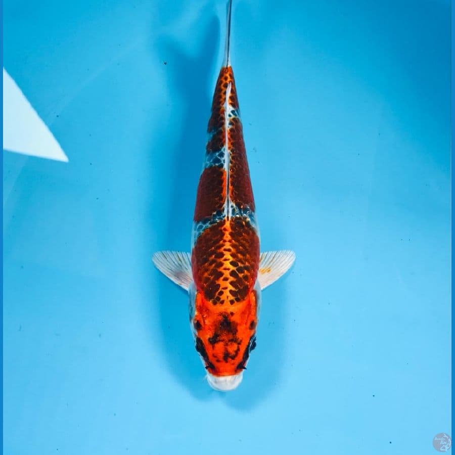 kujaku, 20 cm
