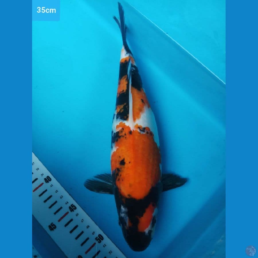 showa 35 cm boulky