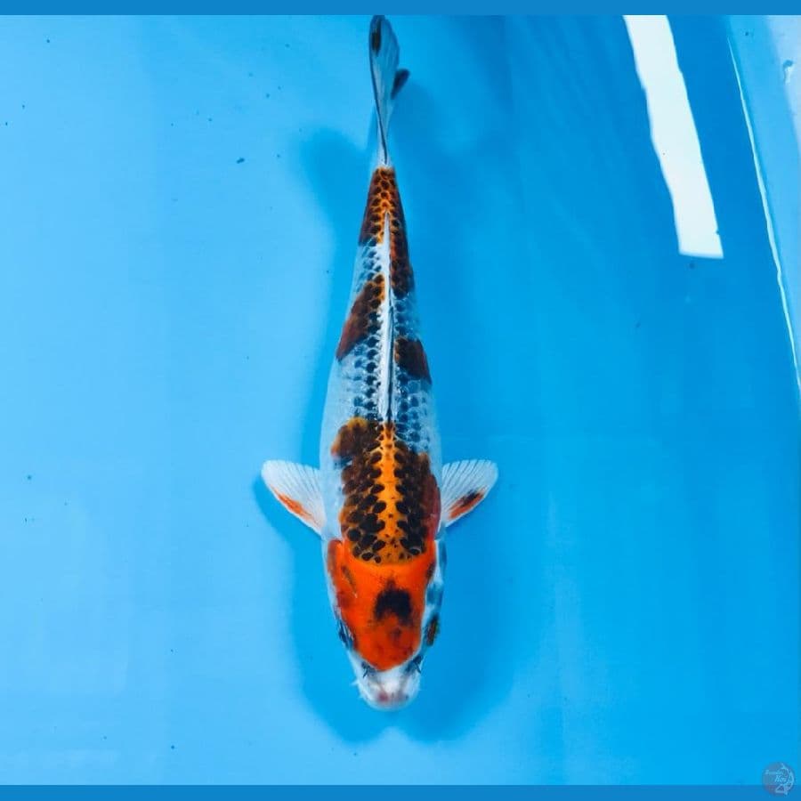 kujaku, 21 cm