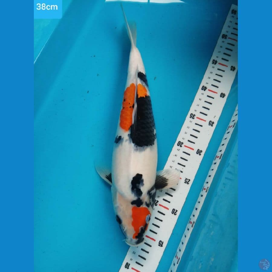 kindai showa 38 cm bulkuy