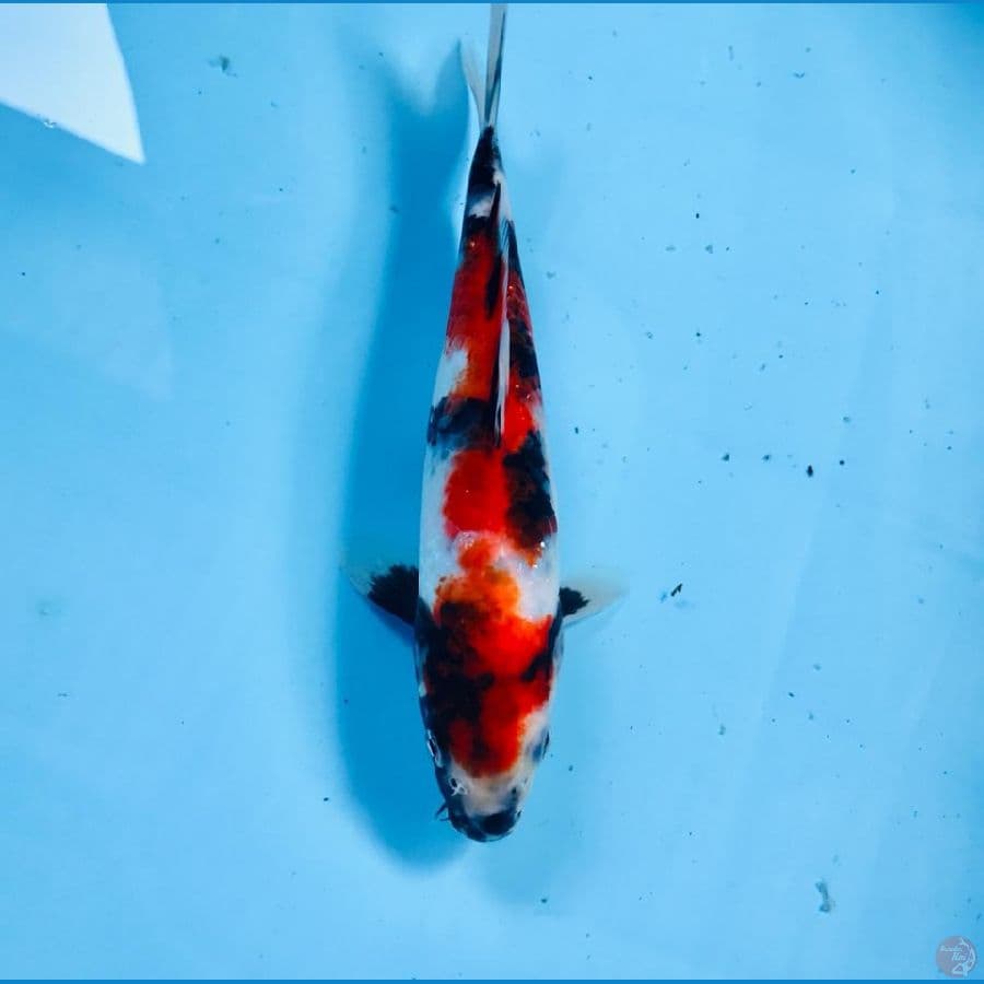 showa, 20 cm
