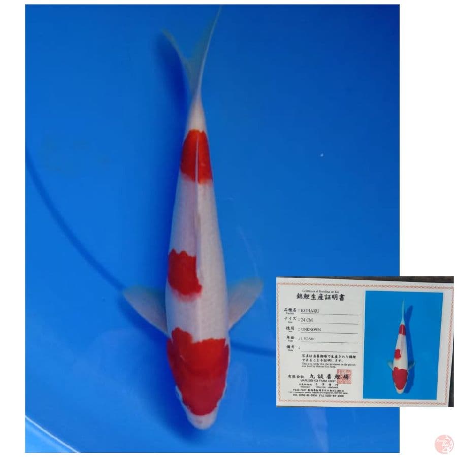 marusei kohaku