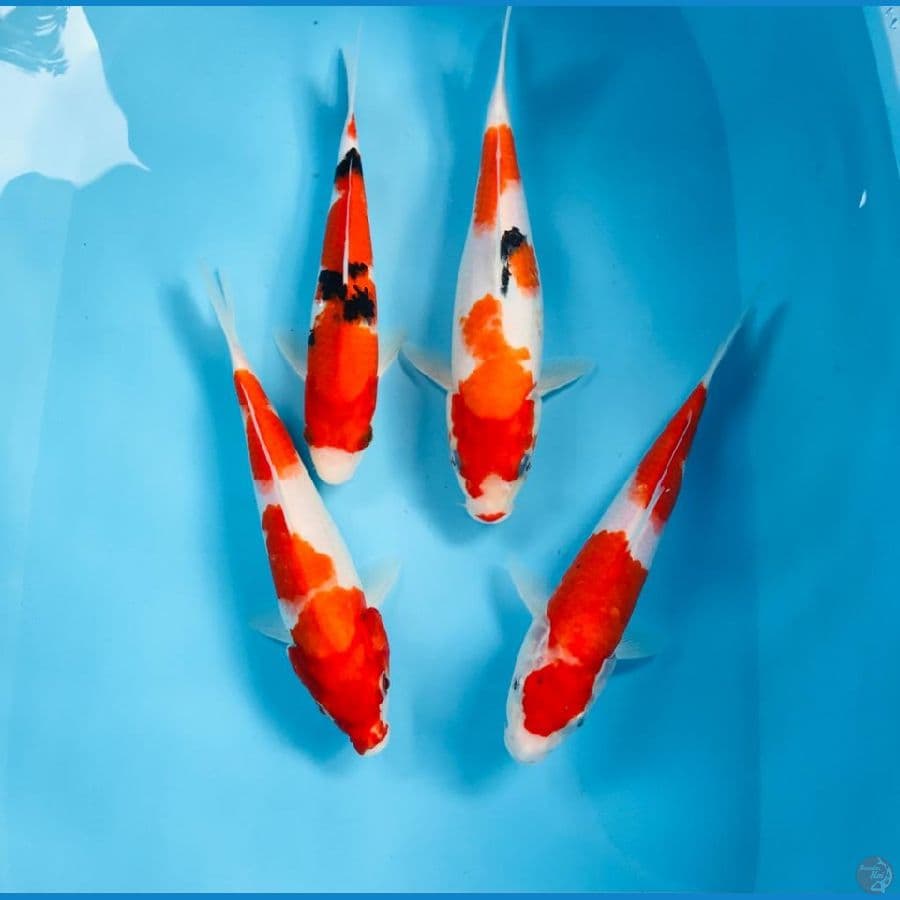 paket mix, 25cm