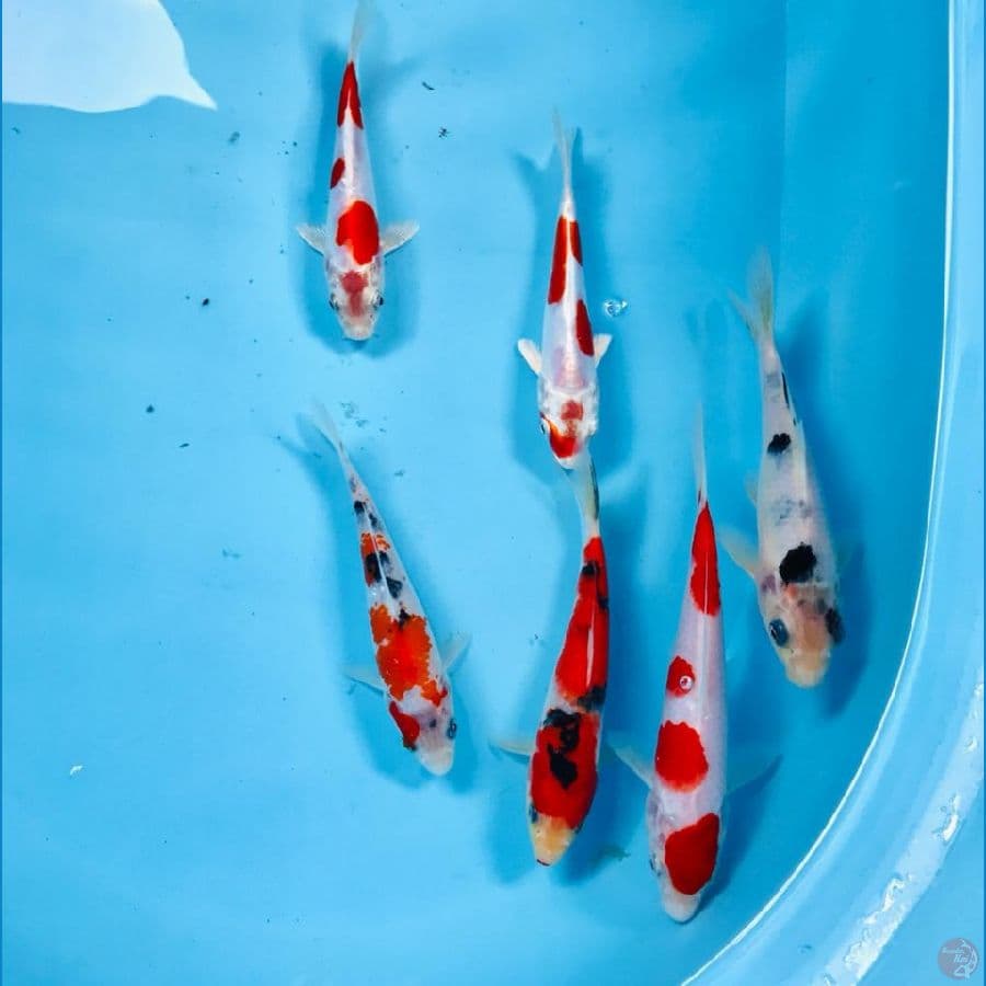 paket mix, 20cm