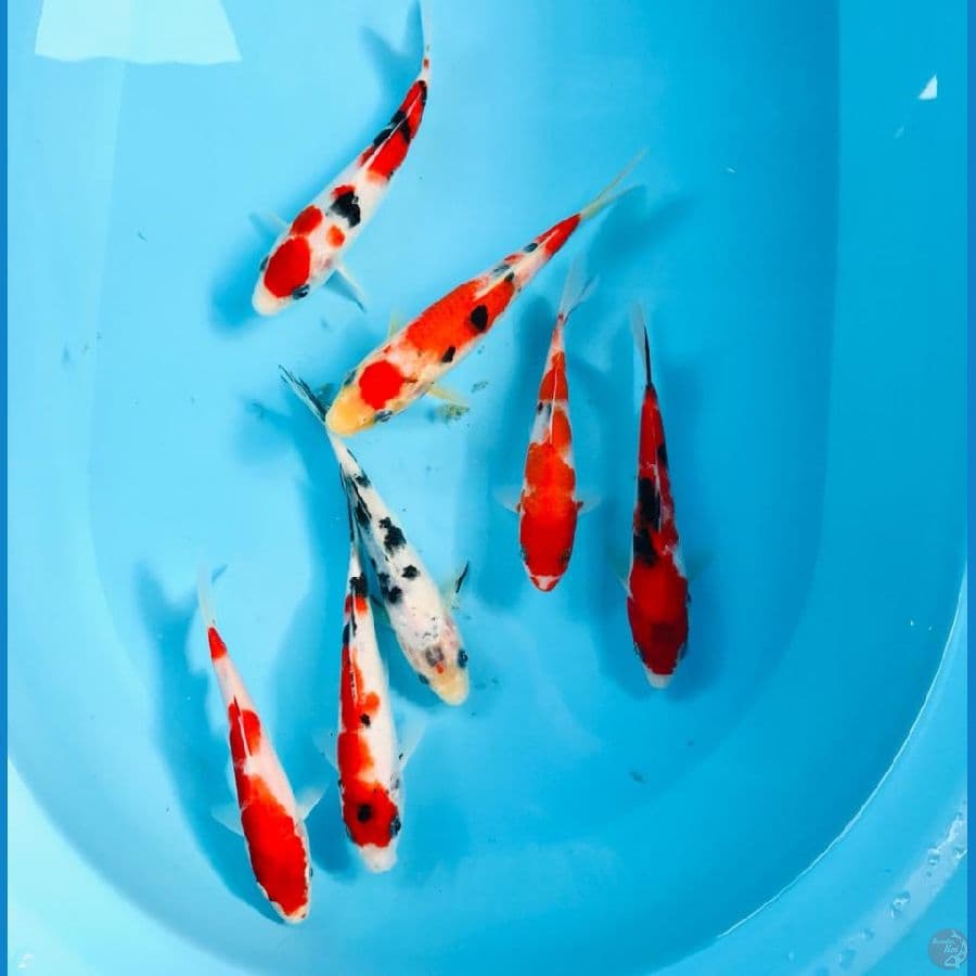 paket mix, 20cm