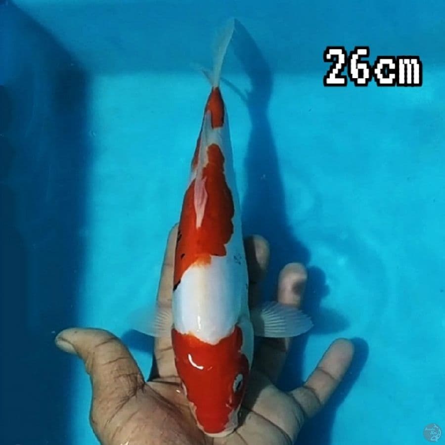 BENI KUMON 26cm