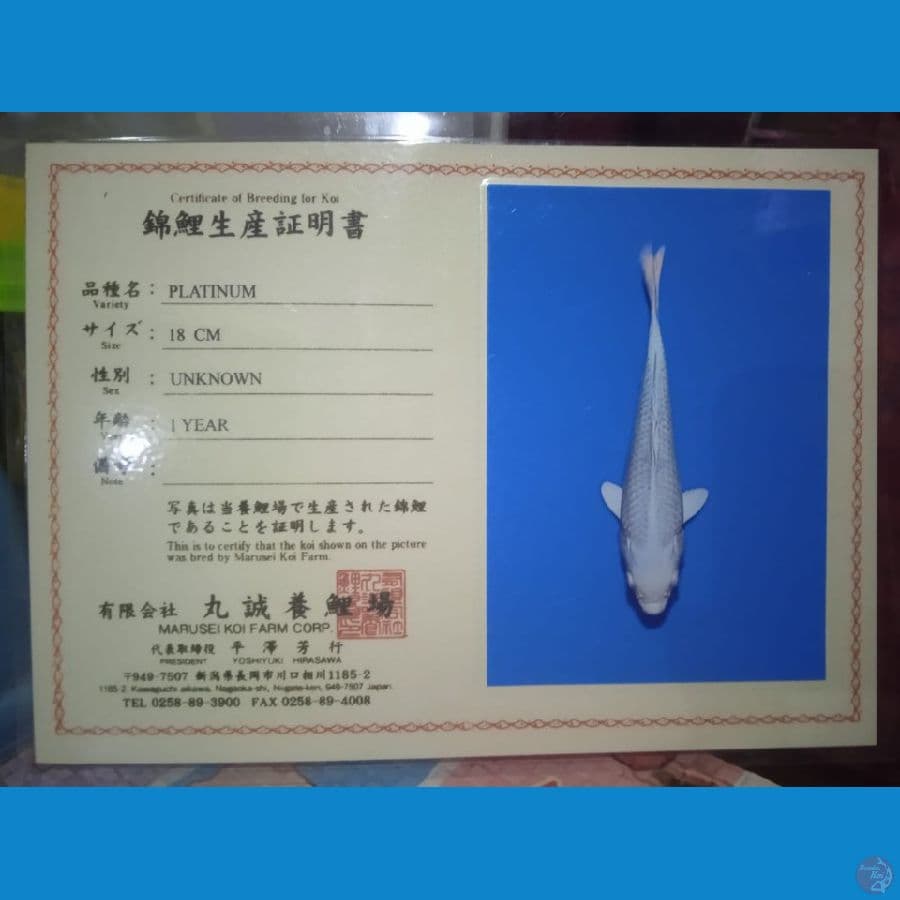 MARUSEI PLATINUM