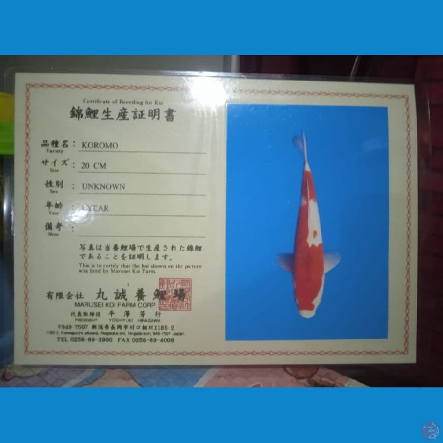MARUSEI AI GOROMO