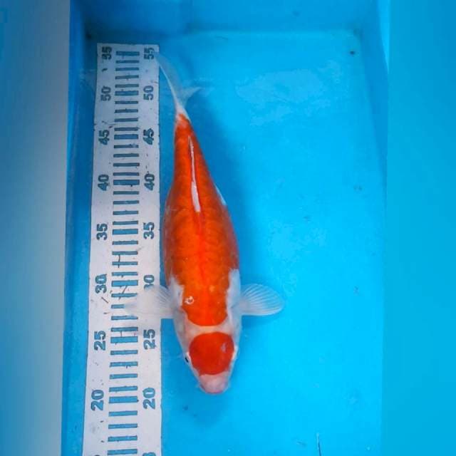 Maruten kohaku DOID aragoke 30up