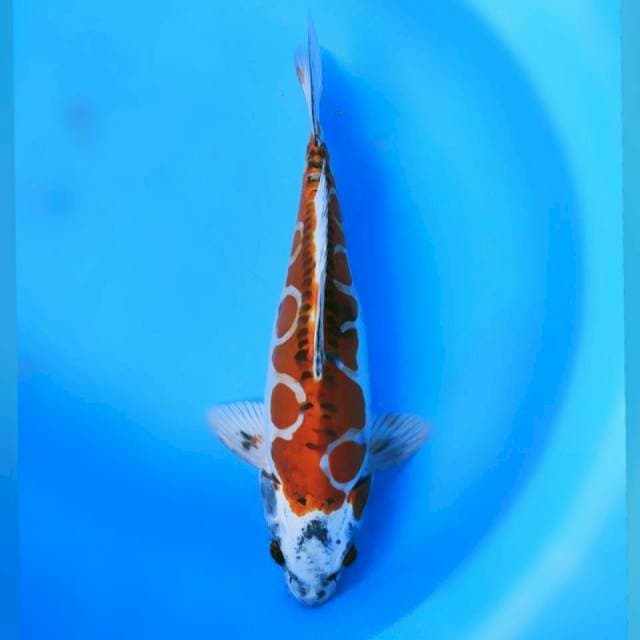 Benikiko 35cm
