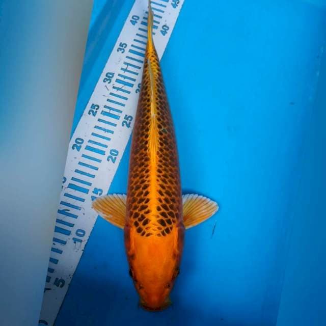 Matsuba 38cm