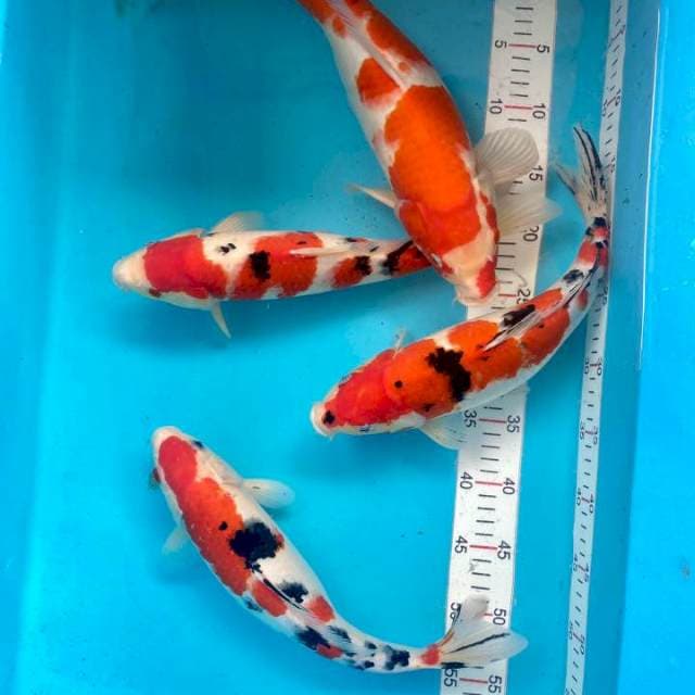 Kohaku sanke 35-40cm merah strong
