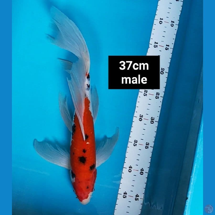 kumpay aka sanke 37cm male