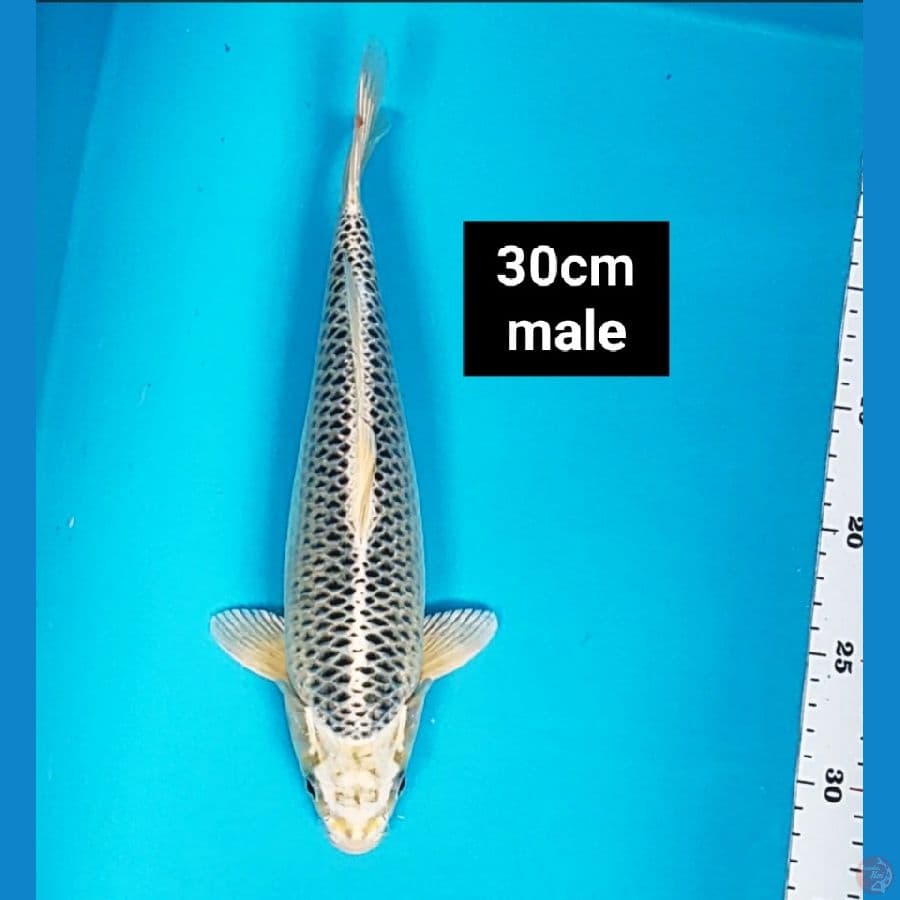 gin matsuba good ring 30cm male