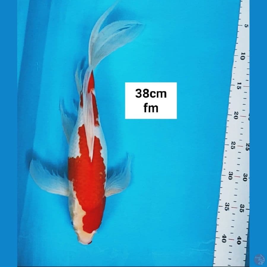 kumpay kohaku 38cm