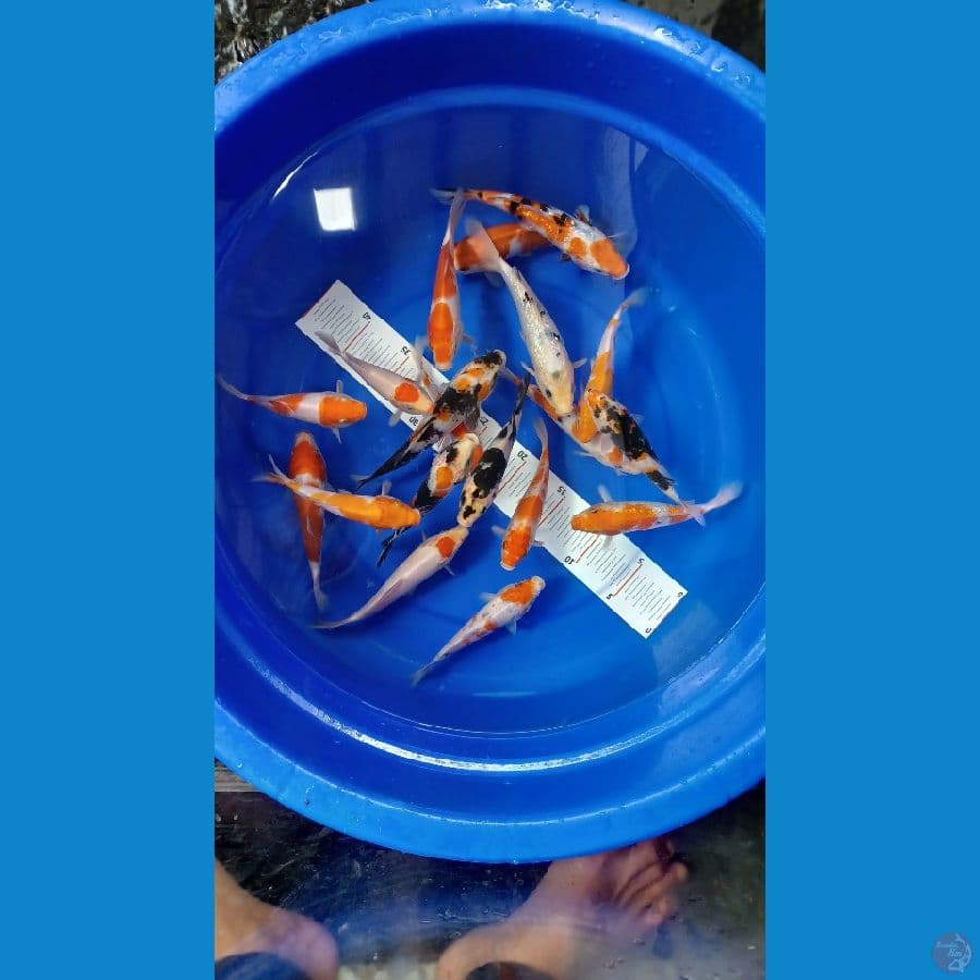 paket kohaku sangke