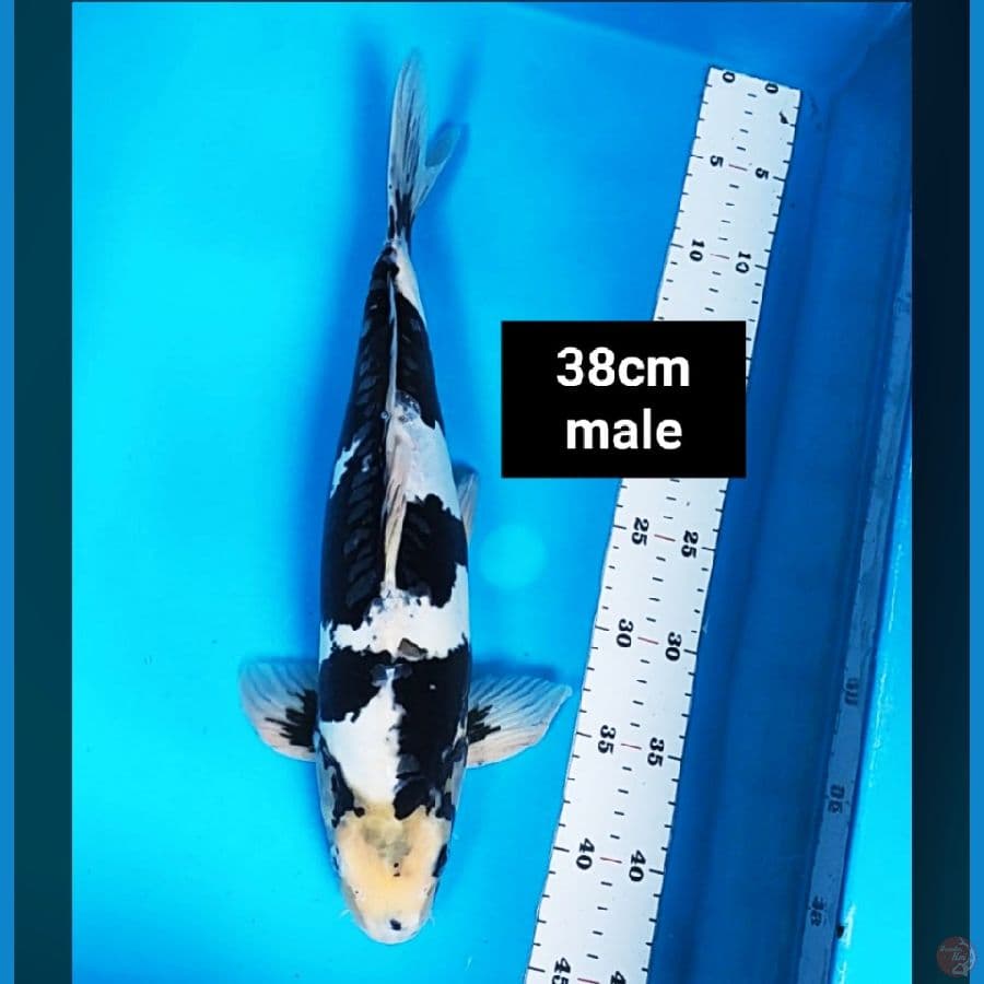 shiro doit jet black 38cm male