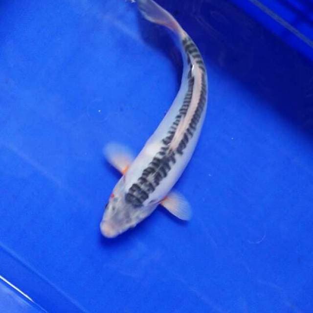 NAGA SUSHUI 31cm