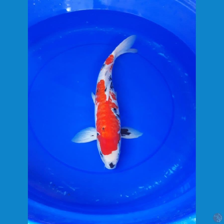 showa sisik naga 42 cm