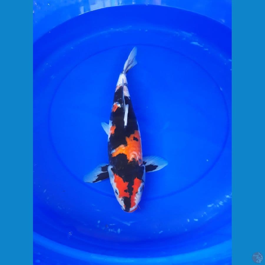 showa 38 cm