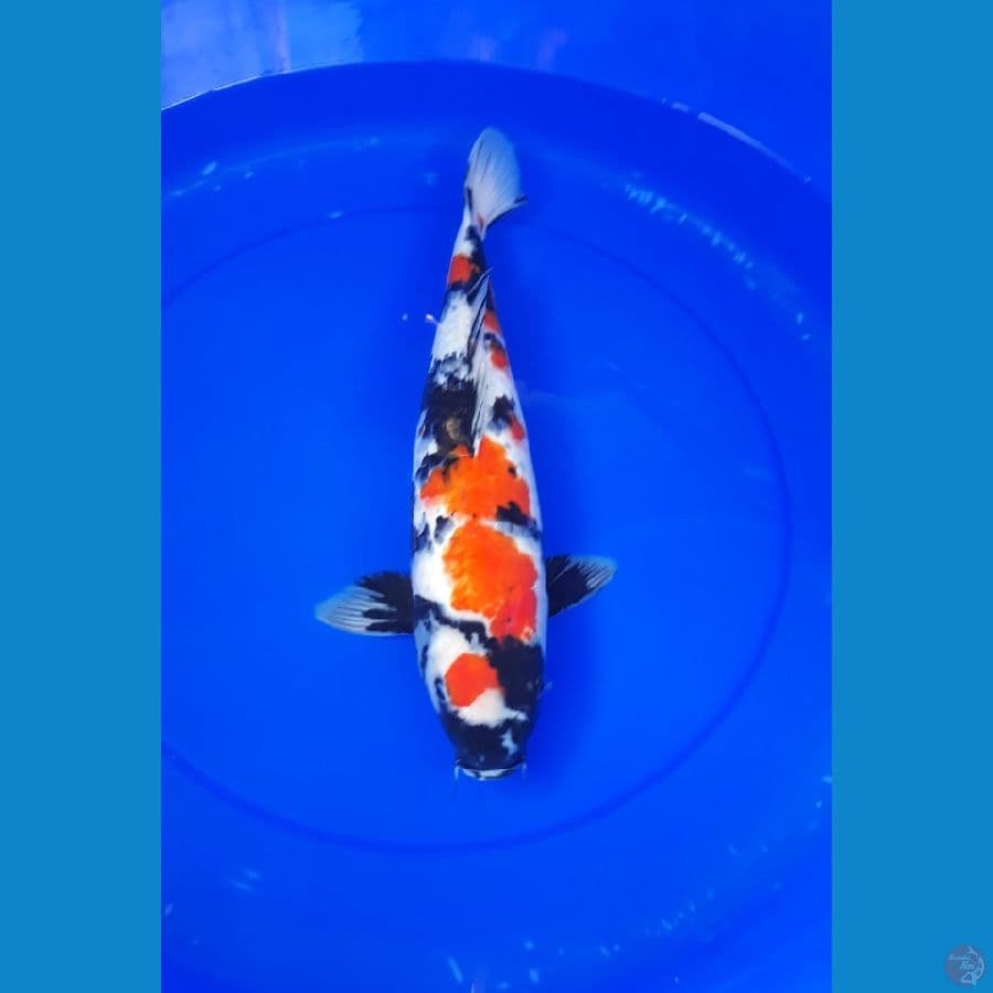 showa 40 cm