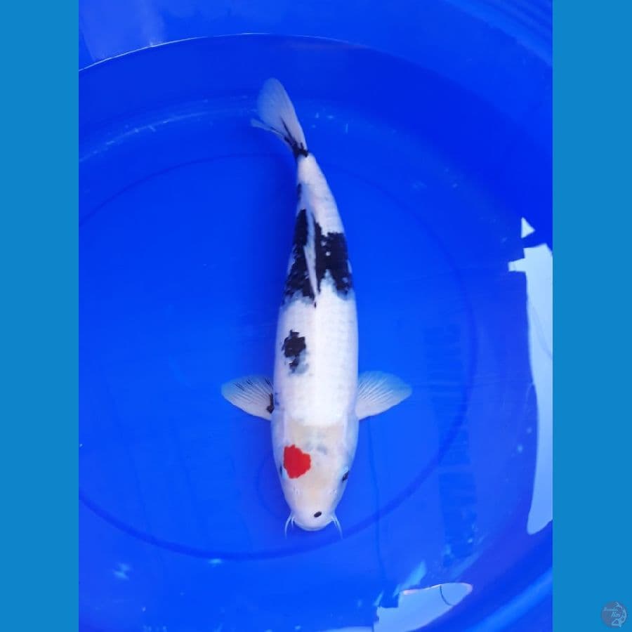 thanco showa 43 cm