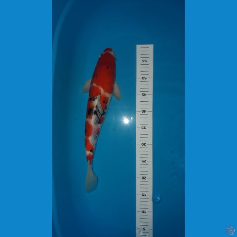 sanke kuchibeni 42cm
