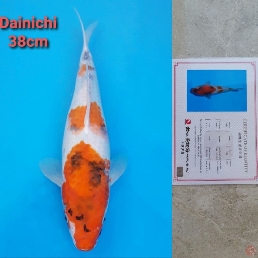 Dainichi Showa Serti Hologram