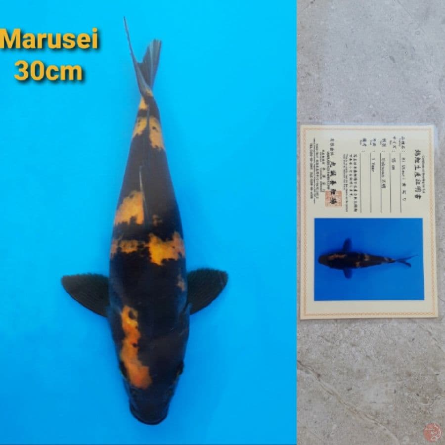 Marusei Ki-Utsuri Serti