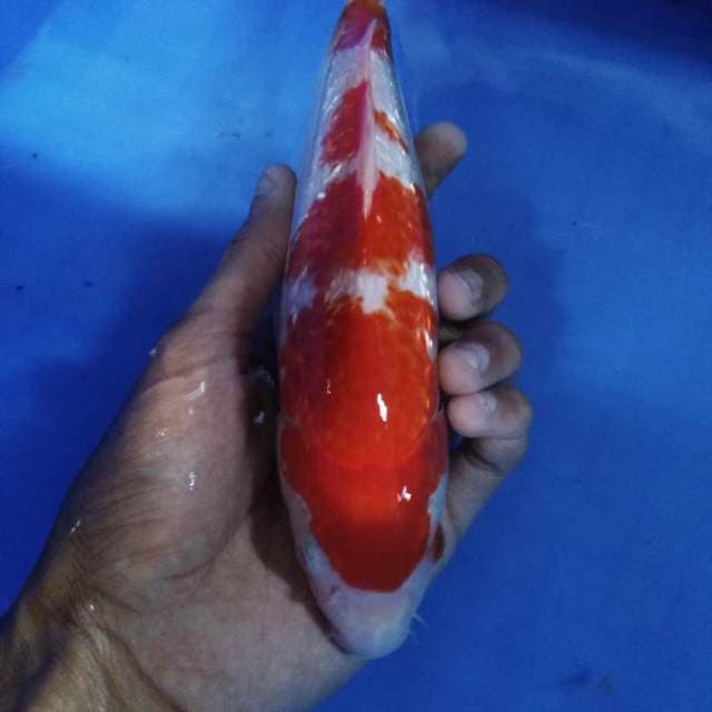 Yondan kohaku ginrin super red