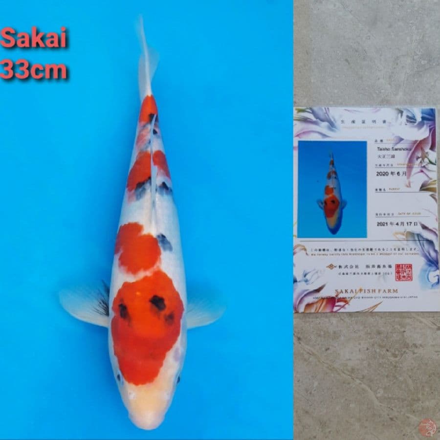 Sakai Sanke Serti Male