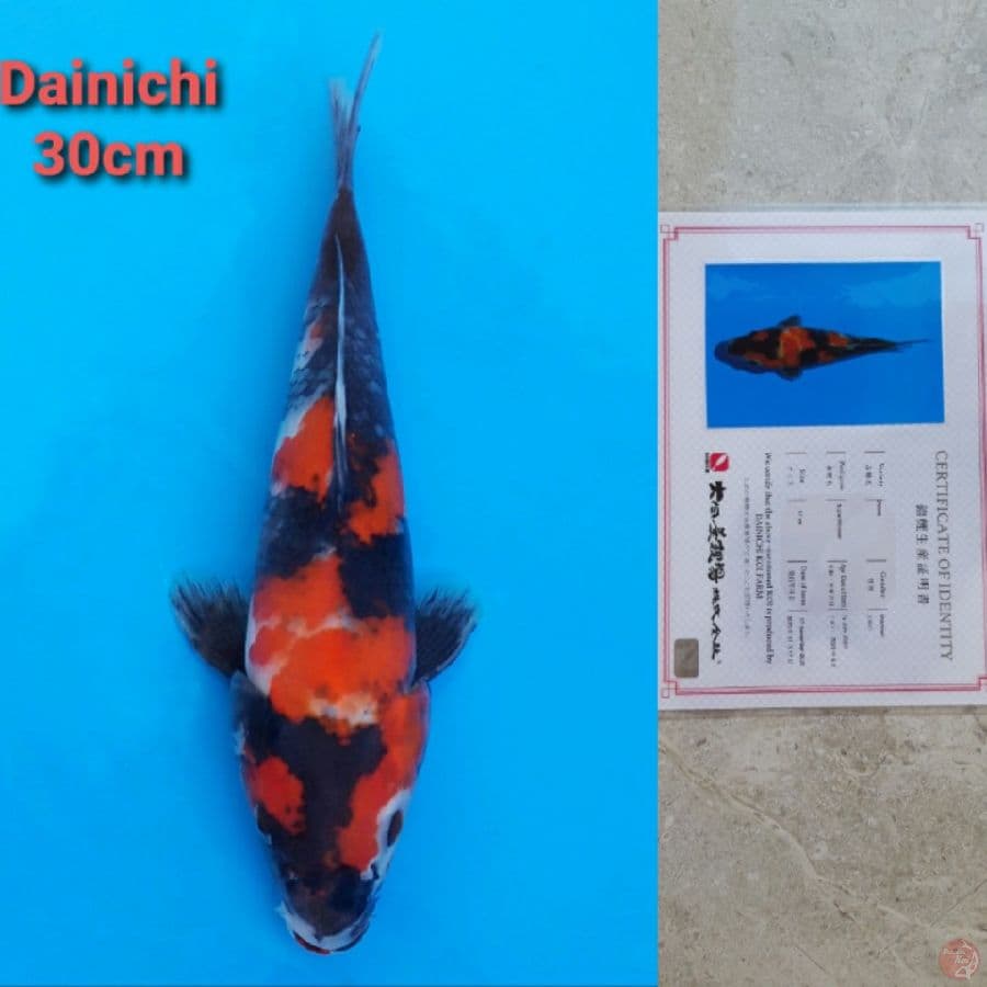 Dainichi Showa Serti Hologram