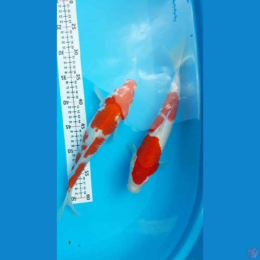 kohaku strong 30-32cm original