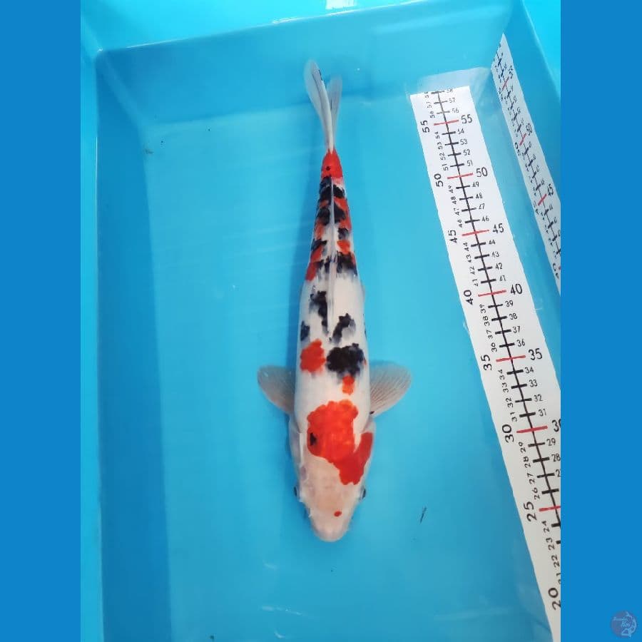 SANKE 32CM MALE