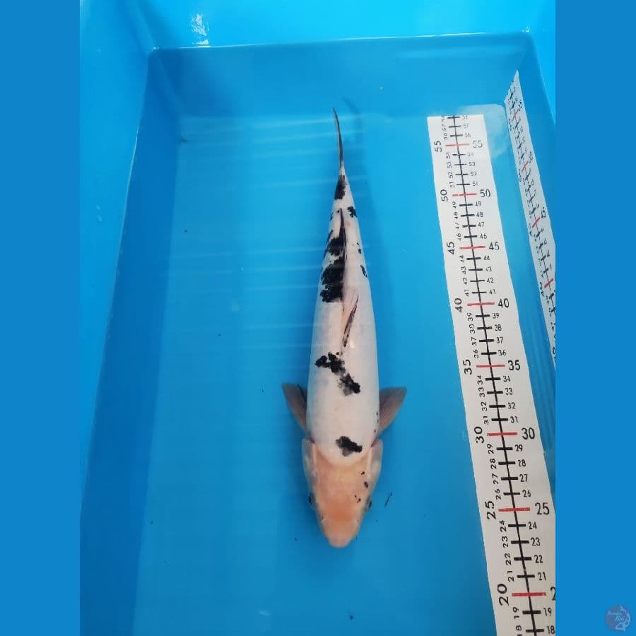 BEKKO 32 CM MALE