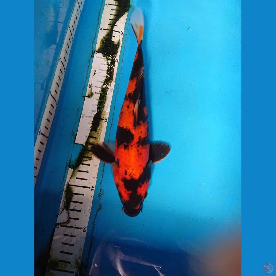 hi utsuri 29 cm
