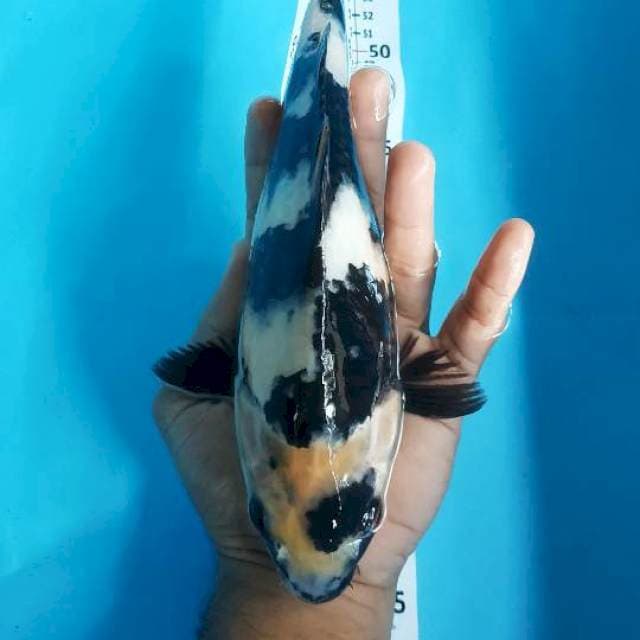SHIRO 28CM FEMALE