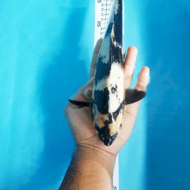 SHIRO PETIR 28CM MALE