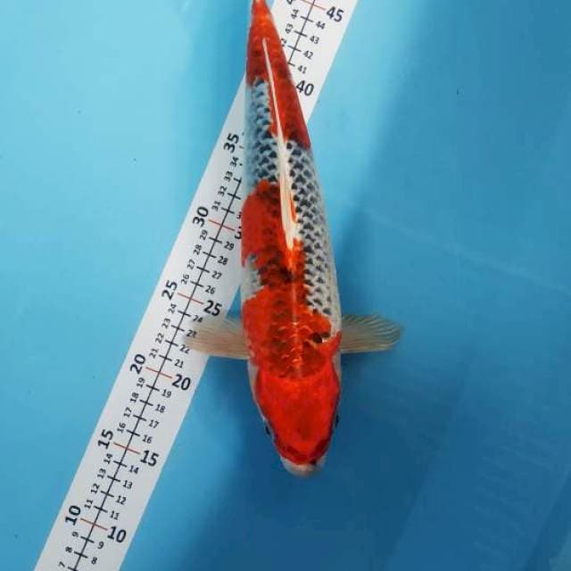 KUJAKU RED 35CM BETINA