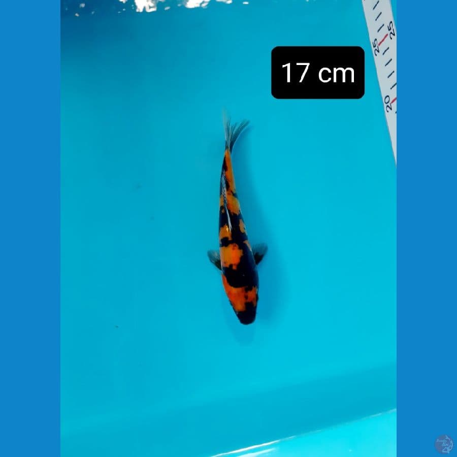 Doitsu 17 cm