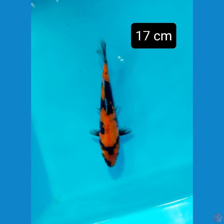 Doitsu 17 cm