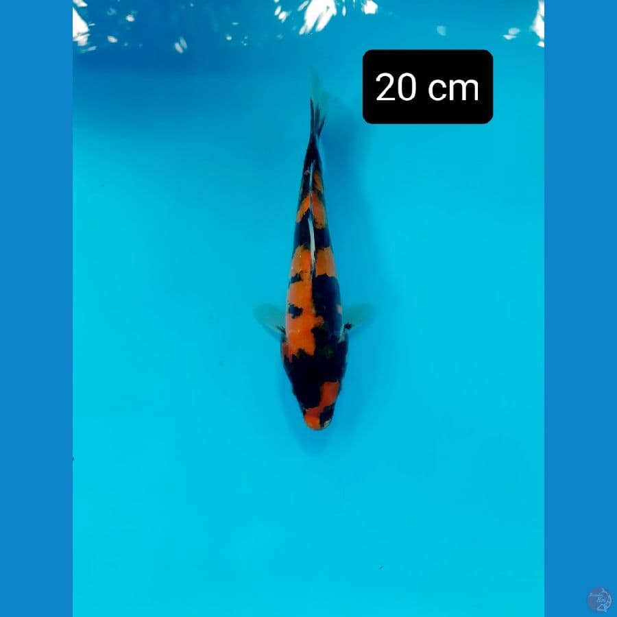 Doitsu 20 cm