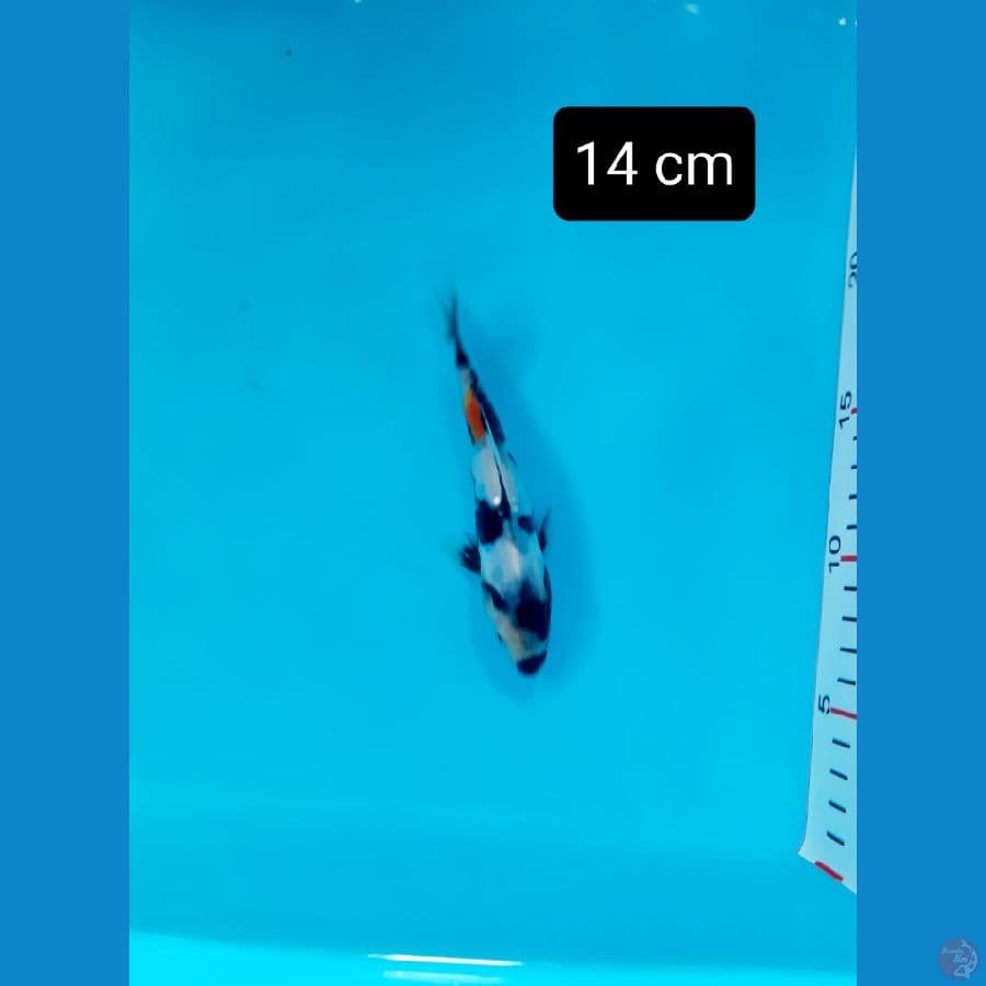 minion 14 cm