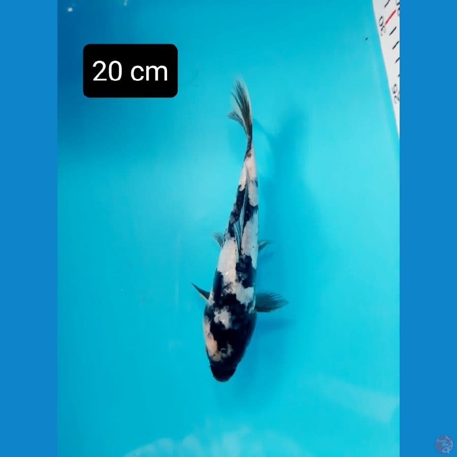 shiro doit 20 cm