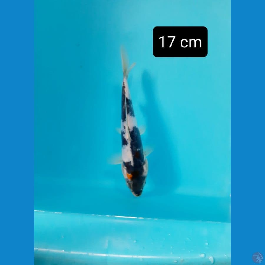 tancho showa doit 17 cm