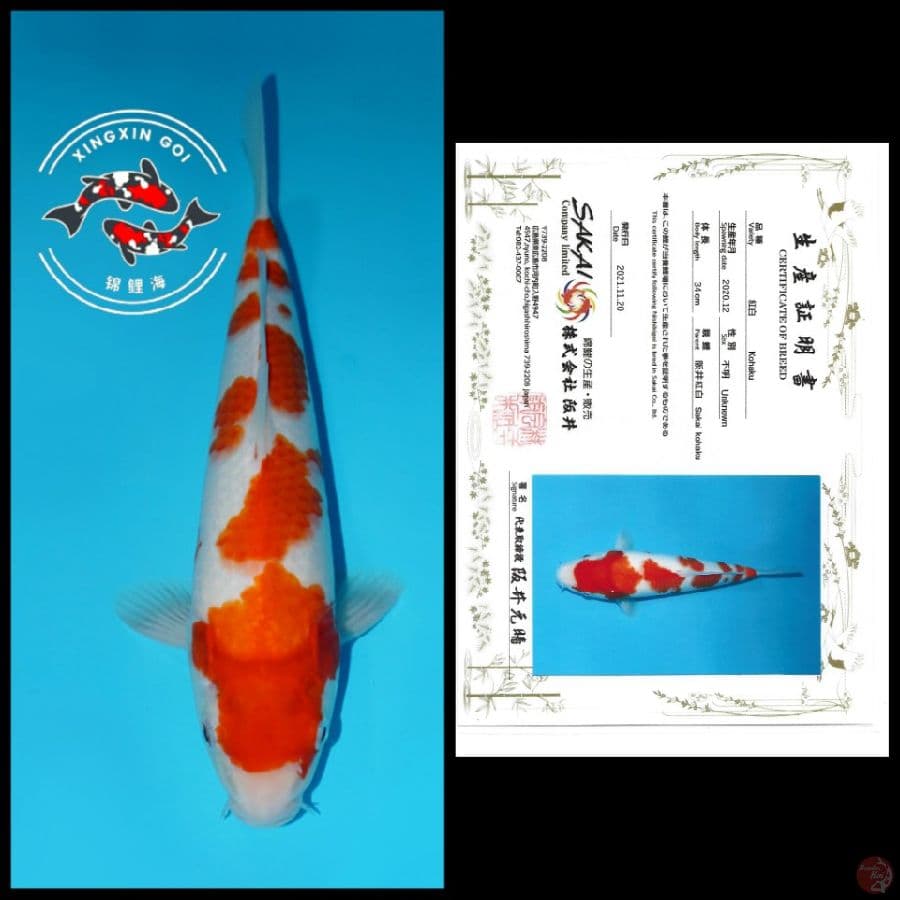 KOHAKU IMPORT SAKAI 34CM