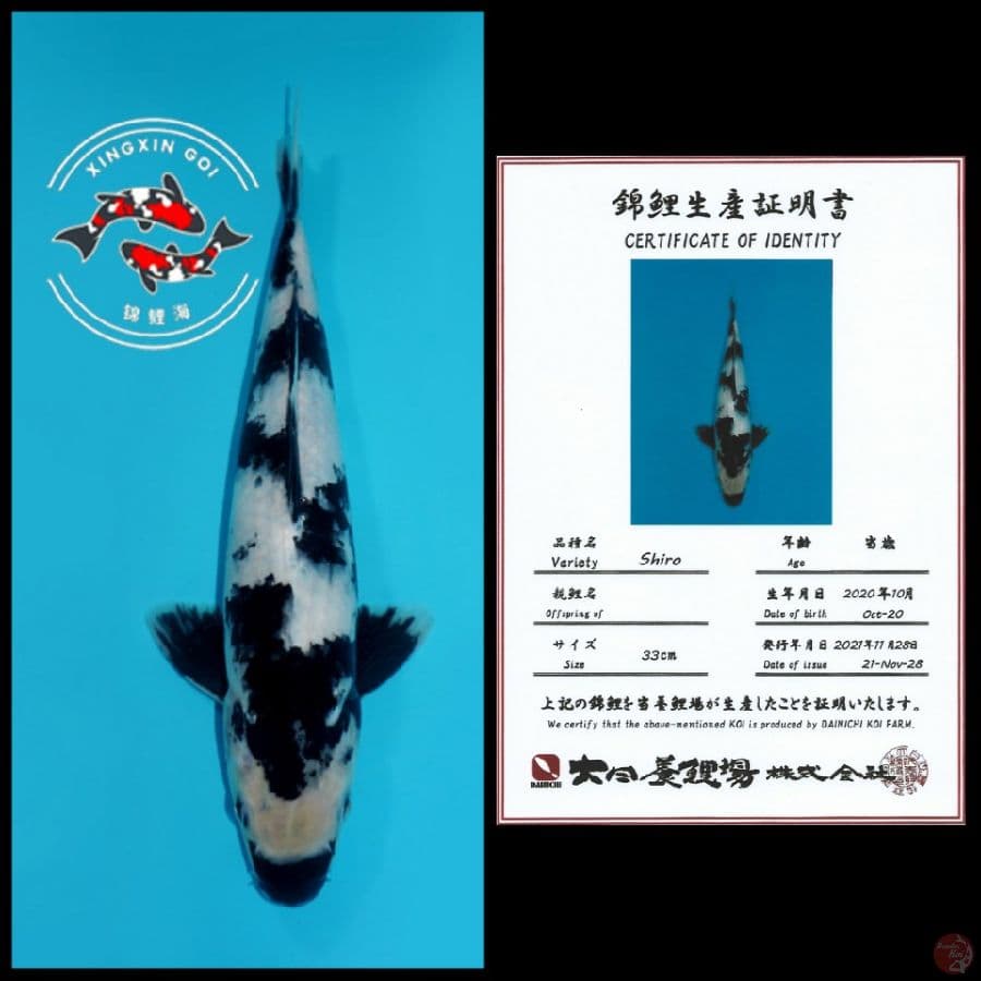 SHIRO IMPORT DAINICHI 33CM