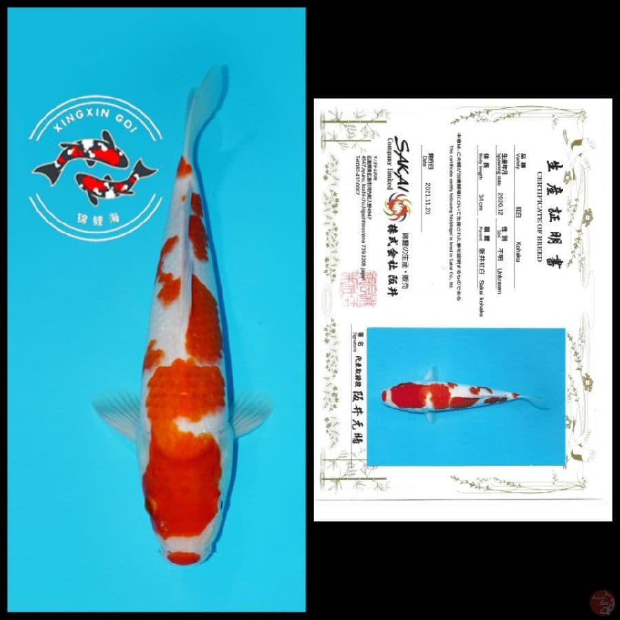 KOHAKU IMPORT SAKAI 34CM