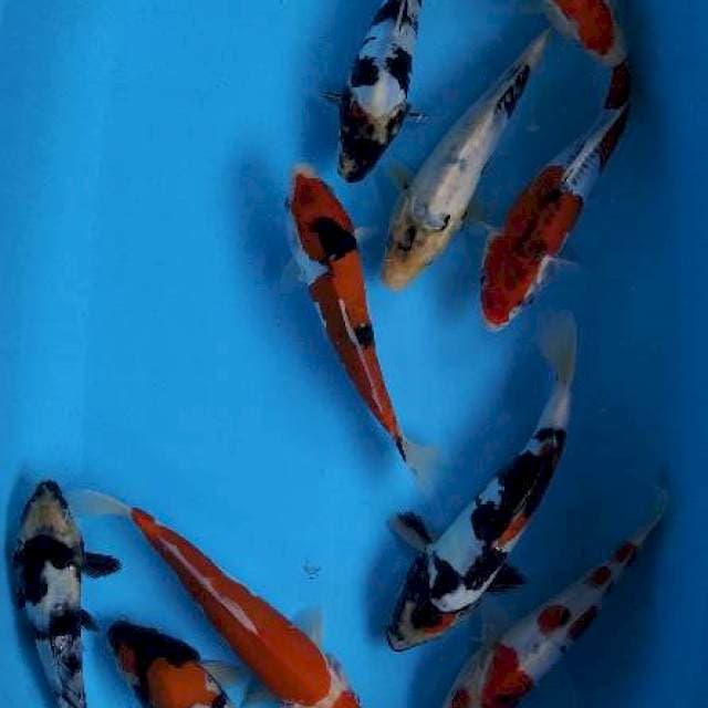 Mix koi doitshu 10 ekor