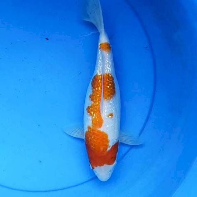 Kohaku ginrin 30 cm